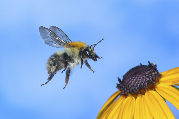 Hummel - Foto: Friedhelm Adam
