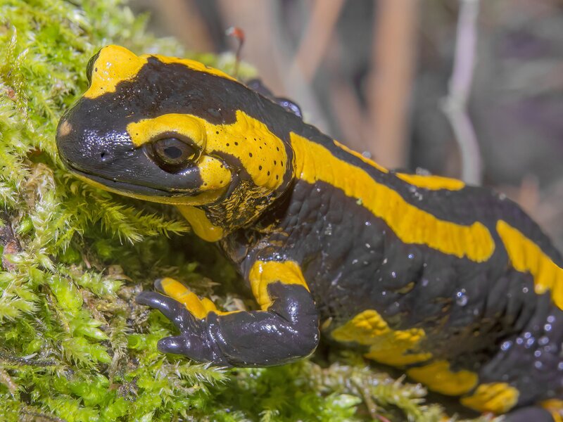 Foto: Michael Frede Feuersalamander -